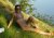 Horny rod boasts pleasant surroundings with a cool wild b